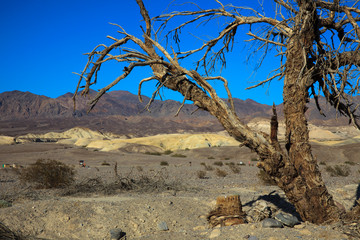 California / USA - August 22, 2015: A tree in Death Valley National Park, California, USA