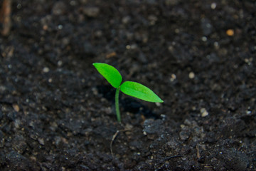 new life concept