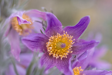 
Pulsatilla patens flower closeup blooms in the garden
