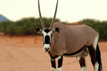 Wild african animal. Lonely Oryx walks through the Namib desert