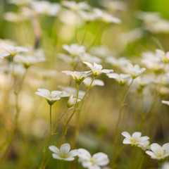 Saxifrage flowers grow in spring in the forest