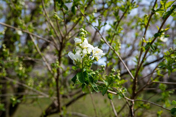 利休梅…梅花下野