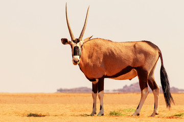 Wild african animal. Lonely Oryx walks through the Namib desert