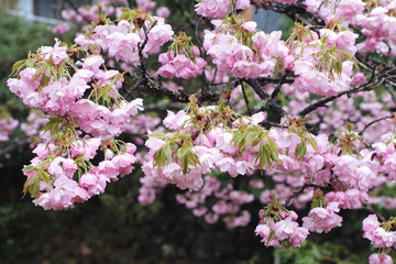 八重桜