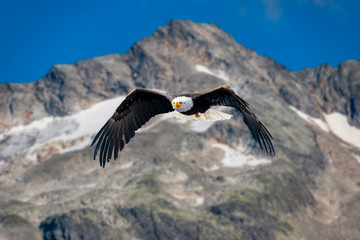 Adler fliegen in großer Höhe mit ausgebreiteten Flügeln an einem sonnigen Tag in den Bergen.