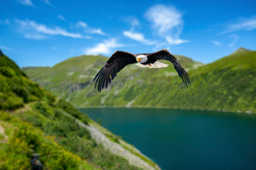 Adler fliegt in großer Höhe mit ausgebreiteten Flügeln an einem sonnigen Tag in den Bergen über...