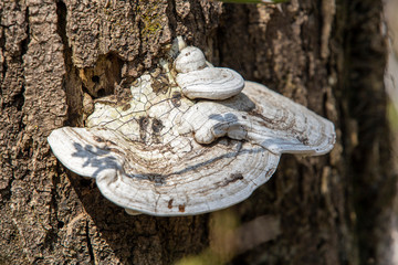 Bracket Fungus 0142