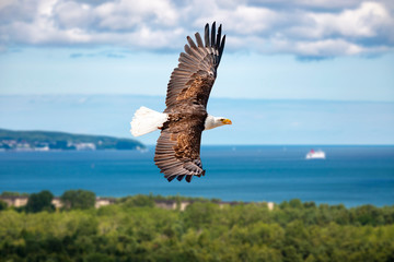 Adler fliegt in großer Höhe mit ausgebreiteten Flügeln an einem sonnigen Tag an der Küste der...