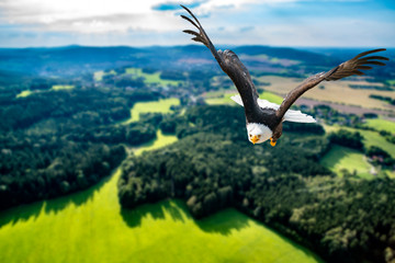 Adler fliegt in großer Höhe mit ausgebreiteten Flügeln an einem sonnigen Tag im Mittelgebirge.