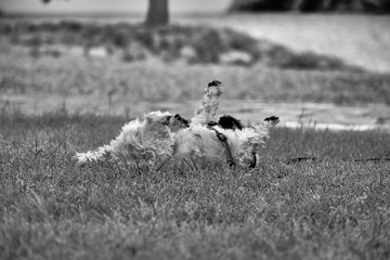 Single dog loves to roll in the grass at the edge of Gardasee 