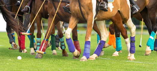 Polo horses run at the game. Big plan. Horses legs wrapped with bandages to protect against hammer kick. Ball took off in front of player. beginning of a game - Powered by Adobe