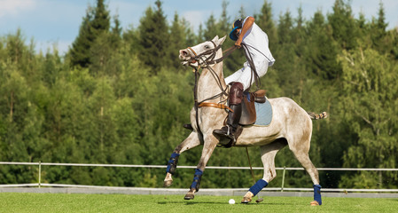  horse polo player strikes the ball with a hammer. A bright polo pony runs. Summer season, green cut lawn field. The forest is in the background. Copyspace