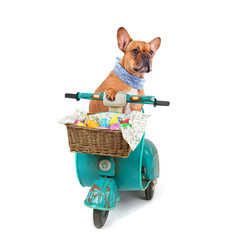 Ostereinkäufe - Hund mit Tretroller