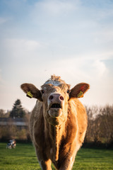 Kuh auf dem Feld