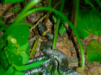 The grass snake (Natrix natrix), sometimes called the ringed snake or water snake, is a Eurasian non-venomous snake. Mating time in spring in the forest.