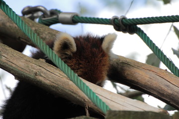 レッサーパンダ