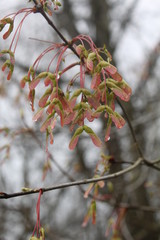 Spring helicopter seeds