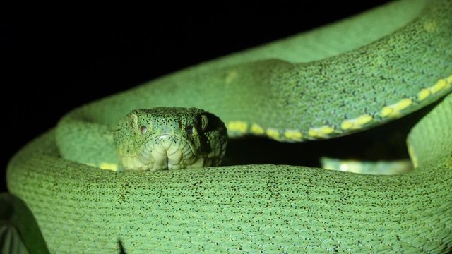 Two-striped forest pitviper (Bothriopsis bilineata). In a tree in the rainforest understory at night in Orellana province, the Ecuadorian Amazon.
