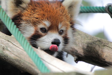 レッサーパンダ