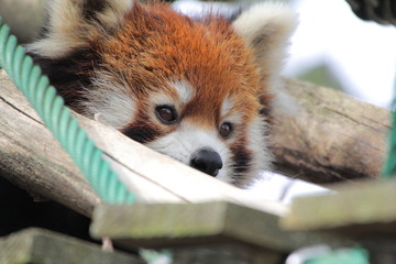レッサーパンダ