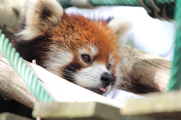 レッサーパンダ
