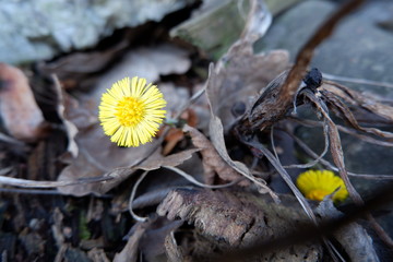 Yellow foalfoot flower on last year fallen leaves background close up view. Spring, new life, revival, renaissance, renewal concept.