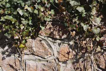 Stone wall frame of green leaves. External fence of the house. 