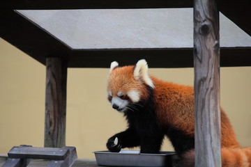 レッサーパンダ
