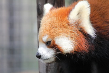 レッサーパンダ