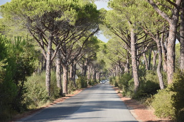 path in the park