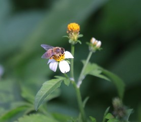 Bee hovering over an orange and white flower trying to get pollen with a nice green background