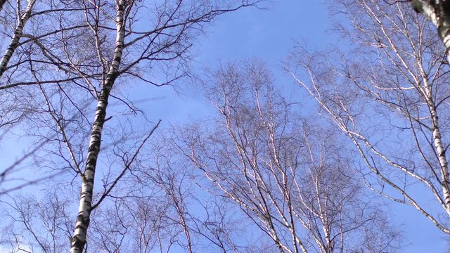 Leafless birch tops at the blue sky.