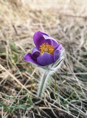 Delicate first spring forest flower.Violet Pasqueflower.Prairie smoke.Pulsatilla patens.Close-up