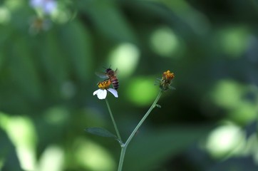Bee hovering over an orange and white flower trying to get pollen with a nice green background