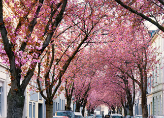 Pink cherry blossom in a street with old houses in the city of Bonn.