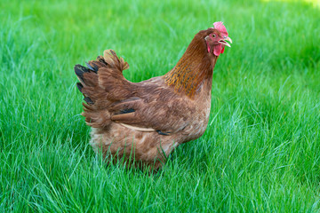 Motley hens on green grass. Farm chicken and poultry.