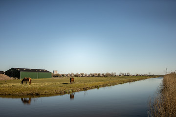 Fototapeta na wymiar Green field graas, farm, horses, dutch countryside in the Netherlands