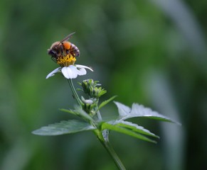 Bee hovering over an orange and white flower trying to get pollen with a nice green background