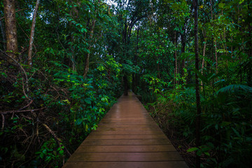 Wooden pathway in mangrove tree forest