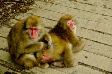 ニホンザル　毛繕い