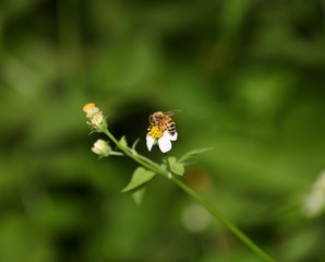 Bee hovering over an orange and white flower trying to get pollen with a nice green background