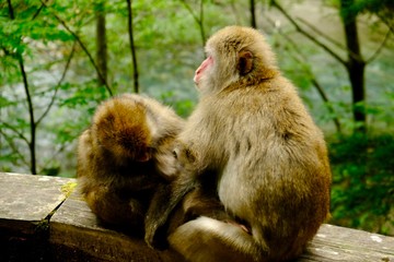 ニホンザル
