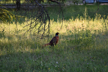 Bird pheasant in the shade of conifers with dried branches