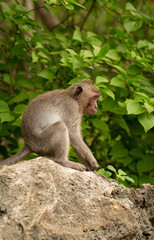 Naklejka na ściany i meble monkey on the stone