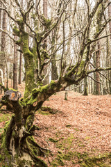 trekking holidays in the woods in the Aspromonte national park