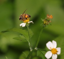 Bee hovering over an orange and white flower trying to get pollen with a nice green background