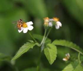 Obraz premium Bee hovering over an orange and white flower trying to get pollen with a nice green background