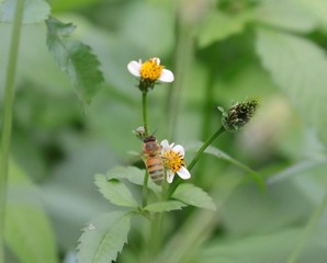 Bee hovering over an orange and white flower trying to get pollen with a nice green background