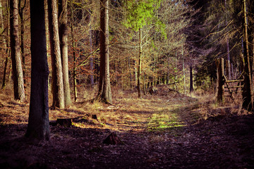 Leśna droga © Tadeusz