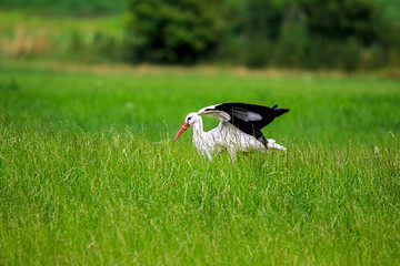 stork, Ciconiida, catching an insect